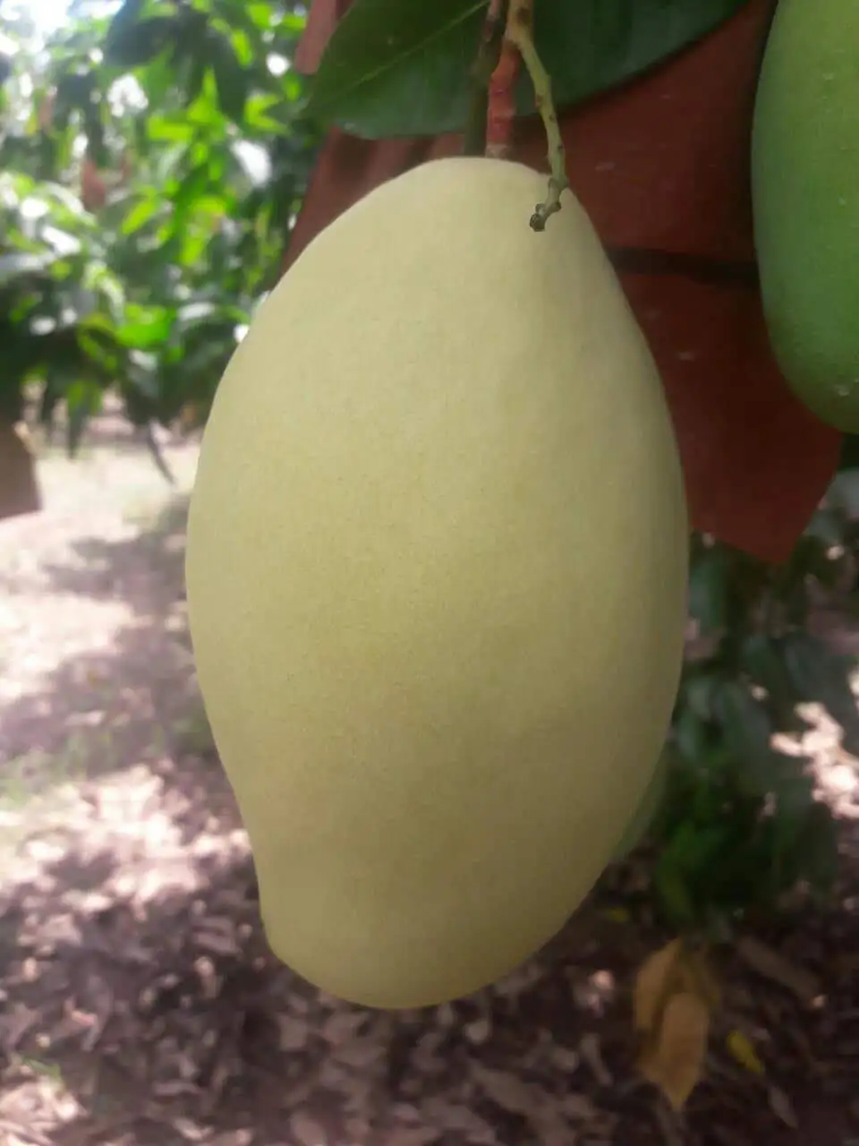 Best Price The Exporter Fresh Mango Have Carton Packaging Best Recommend From Vietnam