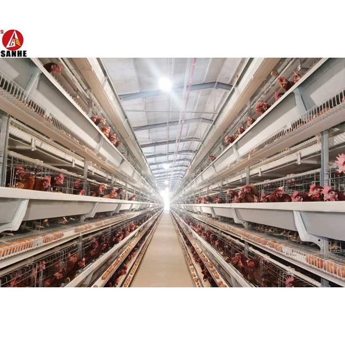 metal frame poultry house building steel structure chicken farm construction