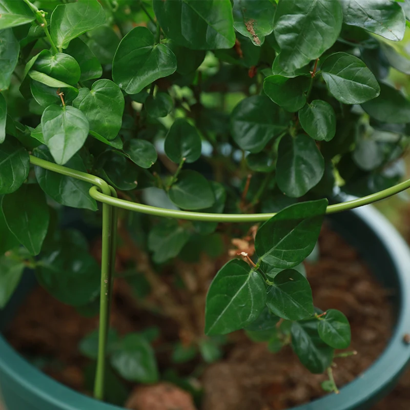 Durable Garden Single Stem Support Ring Cage Garden Plant Support Ring