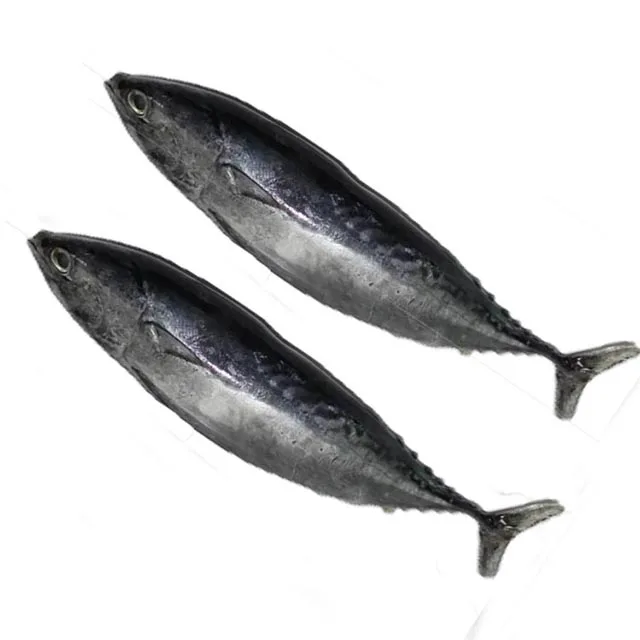 Superior new catching bonito tuna with reasonable price