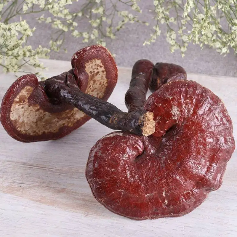 1kg natural Lingzhi mushroom fungus wild reishi mushrooms dried for tea