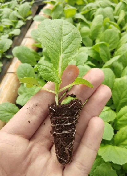 Peat Moss Made From Coconut Coir That Has Been Conditioned To Suit Plant Growth Can Be Used To Grow All Types Of Seeds