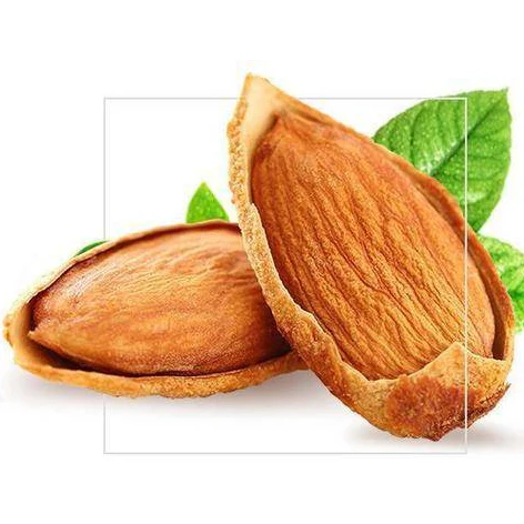 Factory manufacturer sale Best quality almond nuts in shell