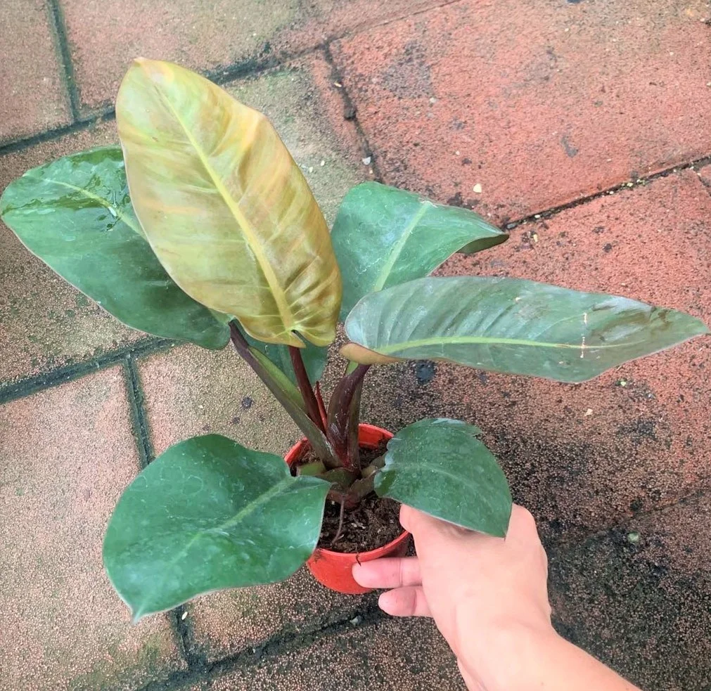 Оптом Популярные ins красивые Philodendron черные алмазные декоративные живые настоящие растения бонсай Листва завод