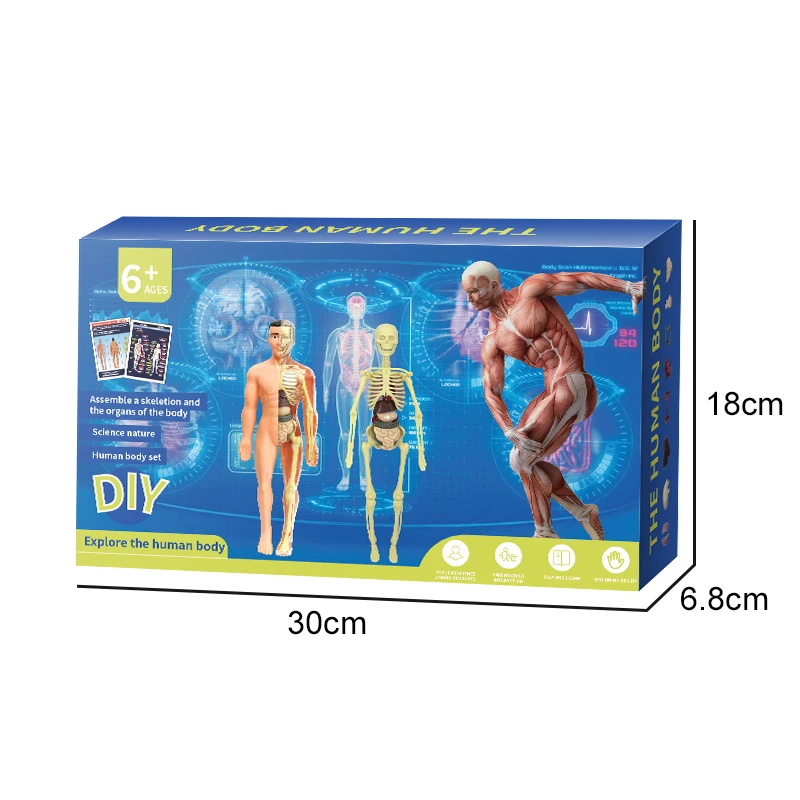 STEM Toy DIY Transparent Human body model for children 28 Pieces human anatomy human body model
