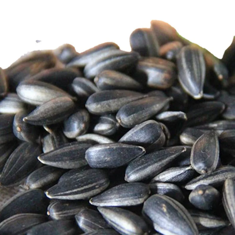 Sunflower food rich in fats and vitamins for the production of sunflower oil wholesale, sunflower seeds