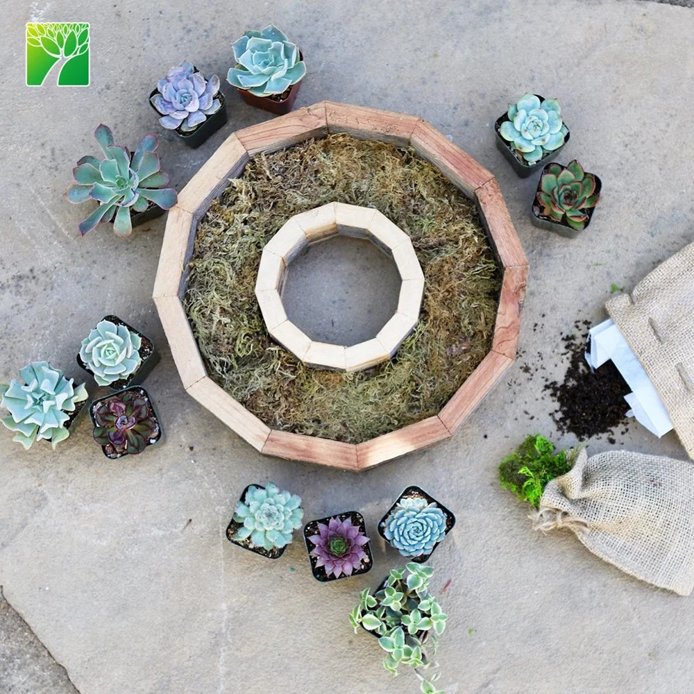 
Cheap wholesale garden DIY set wreath frame kit live succulent plants with wood pot 