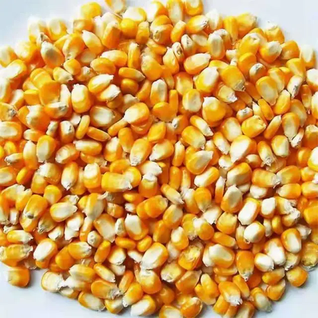 Great price china shandong fresh vegetable seasonal high quality corn