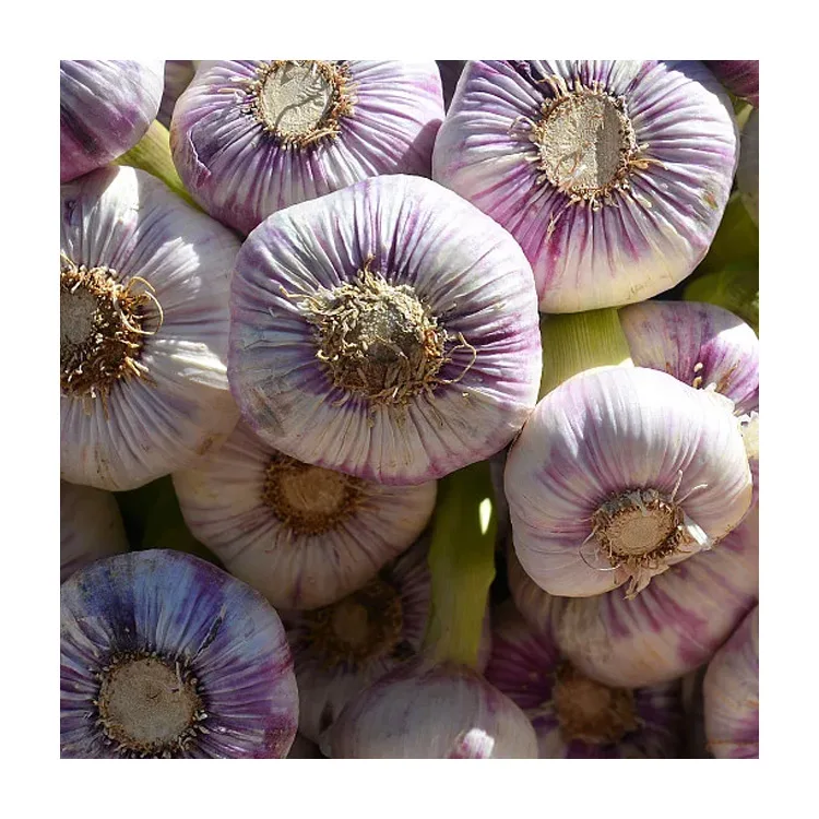 Sell At A Low Price Wholesale Chinese Jining 3P Pure White Import Dry Dried Garlic Exporter