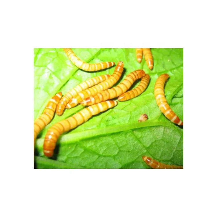 
Xin jie biotechnology Bulk chicken Feed for dried mealworms,fish use meal worms dried 