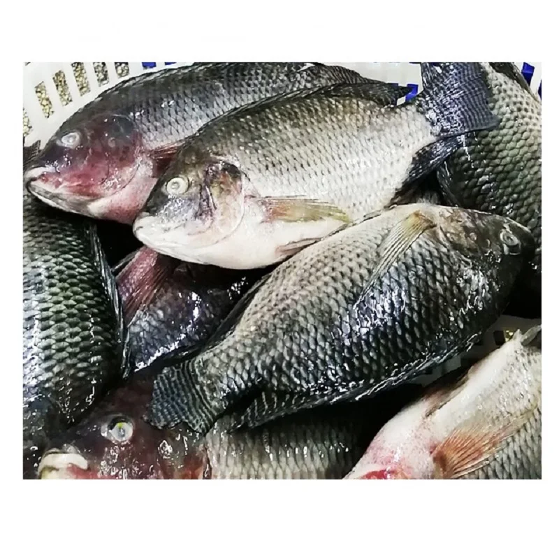  Свежие рыбные филе тилапии морепродукты лучшая замороженная без кожи не требующая химической