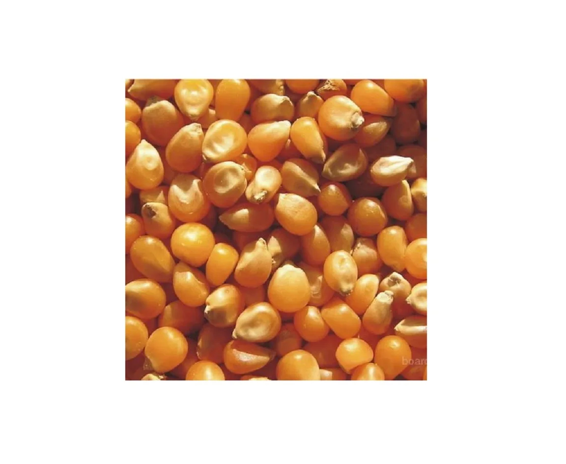 High Quality Hot Seller Ukraine Original maize corn yellow for sale