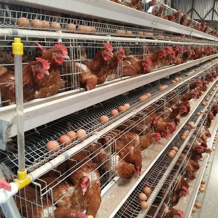 Hot sales A H type  3 4 tiers 5 doors hot dipped galvanized poultry cages for layer chickens  In South Africa