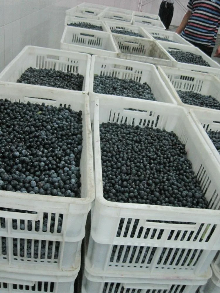 
Wild Culticated 100% Natural Organic Bulk IQF Frozen Blueberry 