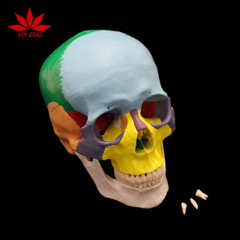 Teaching Resource Colored to Distinguish Different Regions Anatomical Skull Model of Human