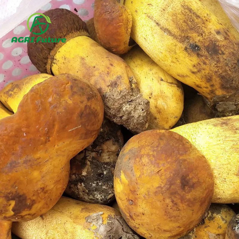 Оптовая продажа, boletus edulis, хорошее качество, свежие грибы porcini