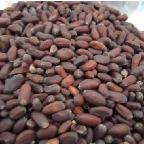 High Quality Chimonanthus Praecox Seeds Wntersweet Tree Seeds Tree seeds