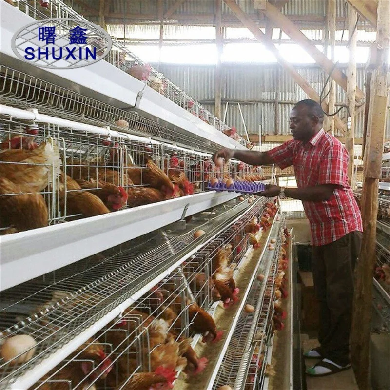 3-5 Tiers A Type Chicken Cages Egg Equipment For Mozambique Farm