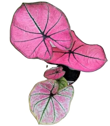 
Hotsale popular wholesale beautiful Caladium bicolor (Ait.) Vent. ornamental live plants bonsai 