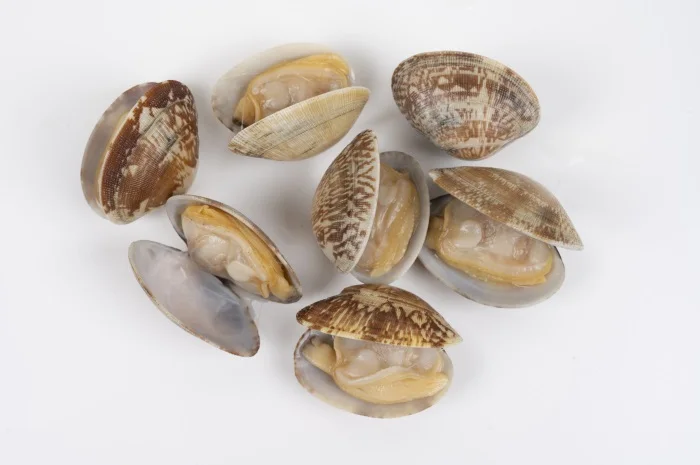 Manufacturers wholesale shellfish clam delicious little clams