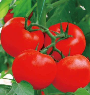 № 1 F1 Гибридный Красный красота неопределенный круглый