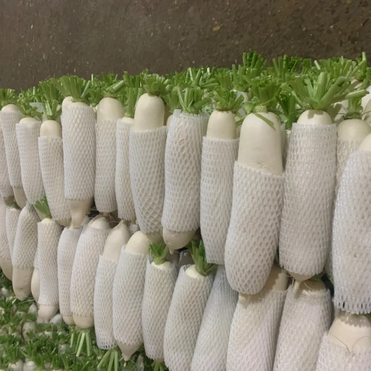 the great SHANDONG white radish looks pretty and tste crispy & spicy ,new crop and well preserved in storage,all size available