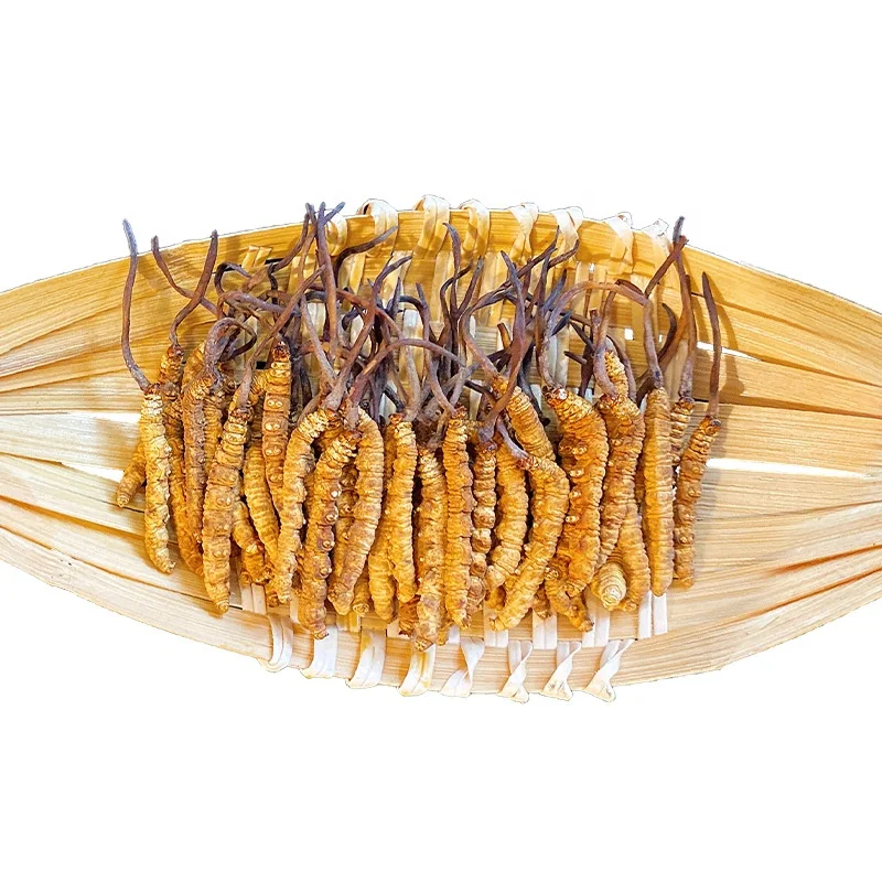 Wholesale High Quality Cordyceps Sinensis Tibet Norland Cordyceps Extract CS355