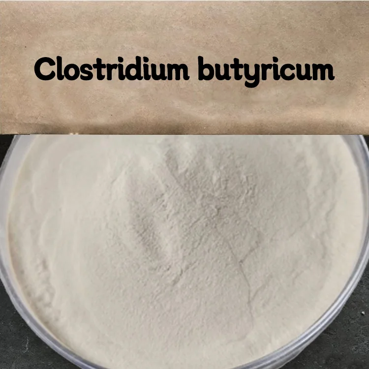 Cattle feed additive rumensin clostridium butyricum probiotics and prebiotics feed grade probiotic
