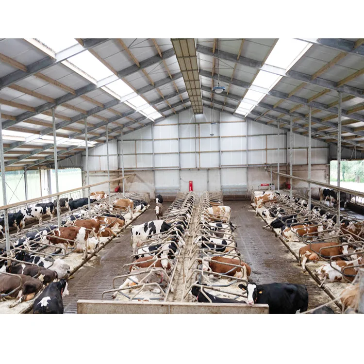 Low Cost Livestock Farm cow shed quick build Light Steel Structure Prefabricated Building Goat house