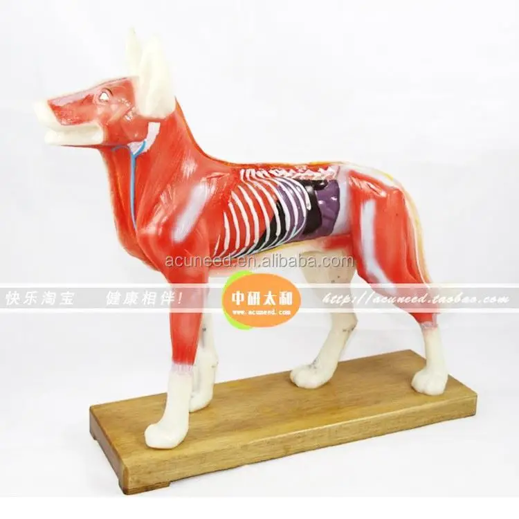 Traditional Chinese Medicine Animal Model Horse Acupuncture Model