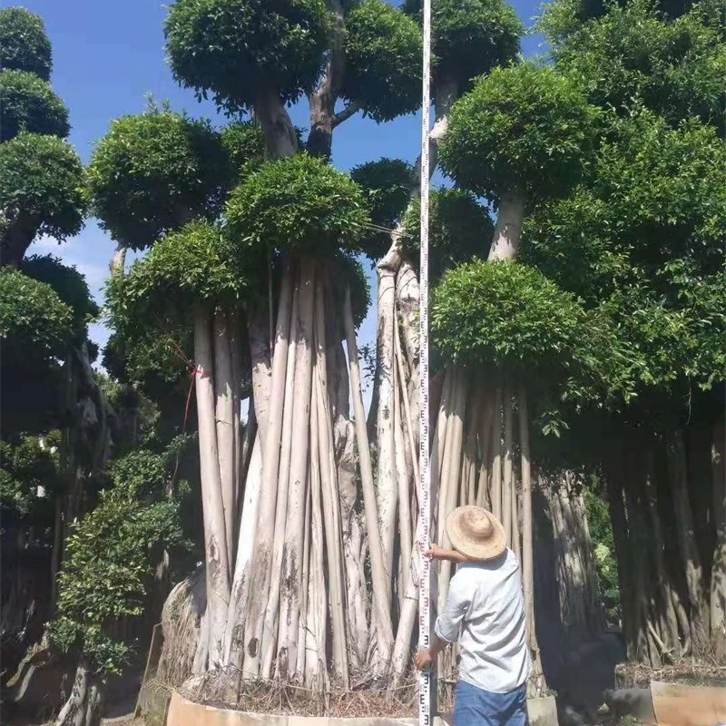  Бонсай в стиле деревьев Banyan подвесные корни бонсай форме