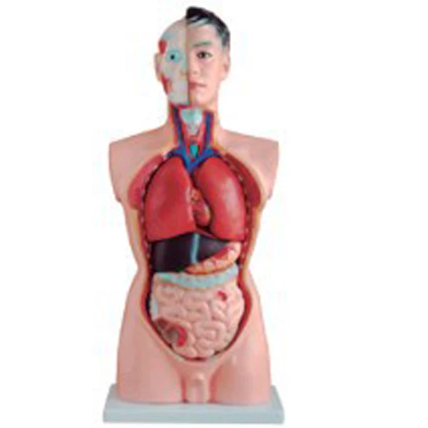 ADA-A1047 Medical Science 42cm/18 Parts Human Asexual torso model Anatomical Training Model