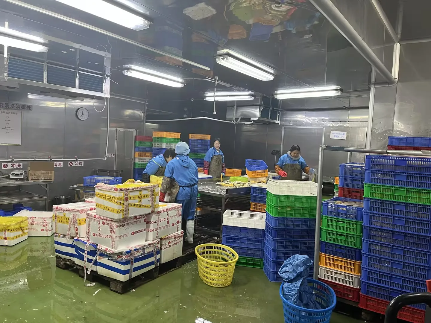 Свежие морепродукты целые круглые замороженные желтые гормелье рыбные масти