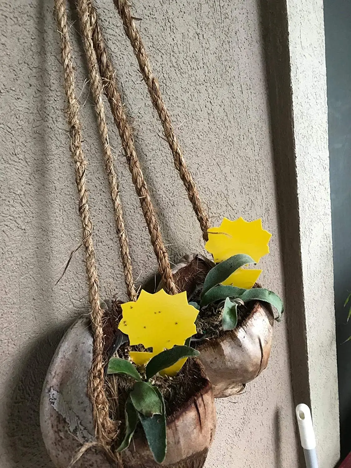 High-quality Sticky Traps Indoor - Insect Killer for Fungus Gnat, Fruit Fly and Other Insects, Protect The Plant