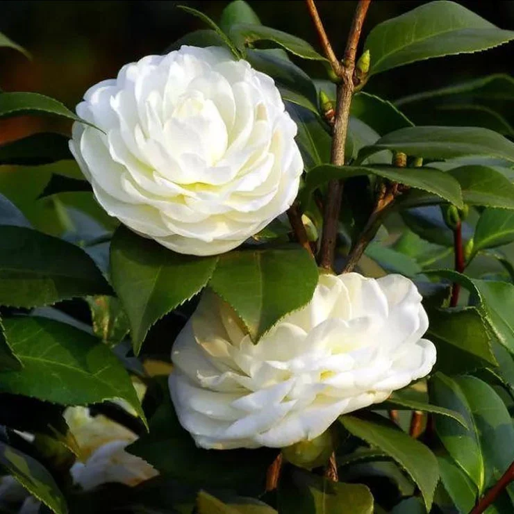 
Garden Bonsai Flowers Tree Seeds / Camellia Flower Seeds For Planting 