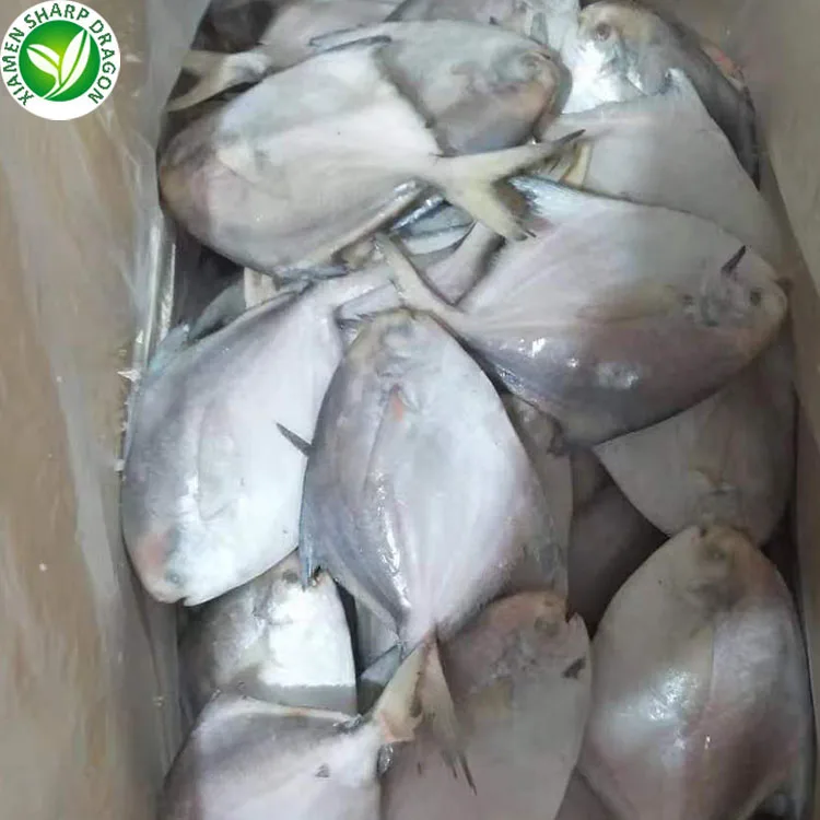 Fujian supplier Good quality cheap price Frozen white Pomfret fish