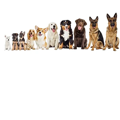 Wholesale Biodegradable Dog Pee Pad Training Pet Puppy Splash Pads in Cloth Cotton Fiber Material from China