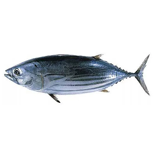 Hot Selling High Quality Best Price 1.8KG Up 1.8-3.4KG Frozen Whole Round Skipjack Tuna Fish For Canning
