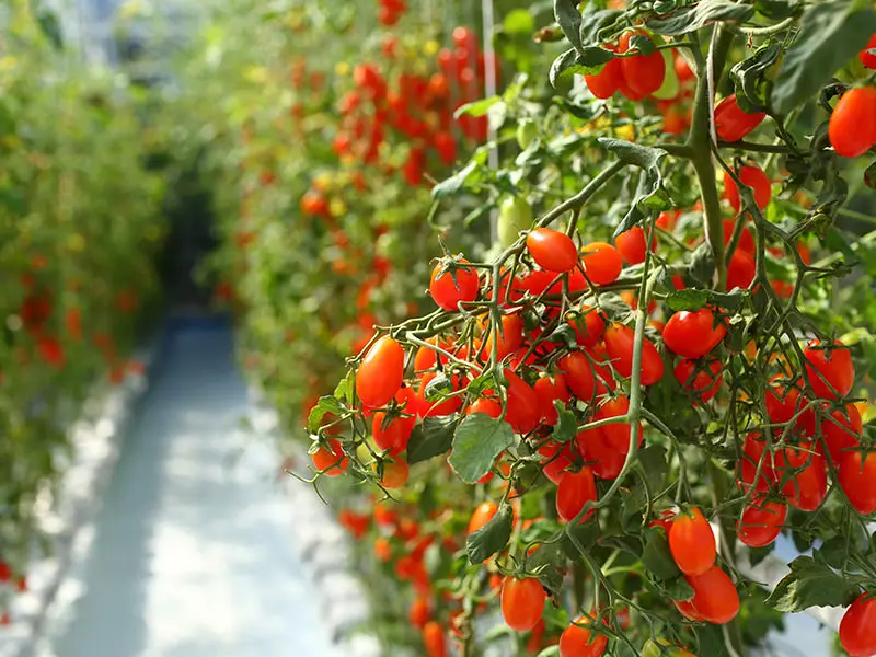 Agricultural Vertical Farming Singlespan Tunnel Greenhouse With Irrigation And Hydroponic Growing System