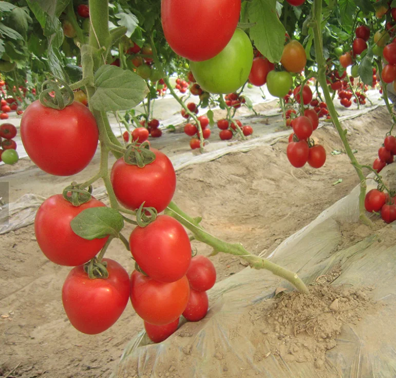  TSWV TY Nematode резистивные семена томатов с завода