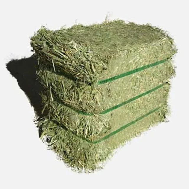 Premium Grade Alfalfa Hay Crop Fresh Alfalfa Hay Beans for Wholesome Delights Bulk Alfalfa Hay Seeds Exporter