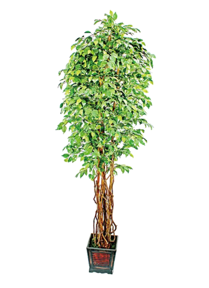 Wholesale bonsai tree live ficus tree artificial bonsai banyan tree