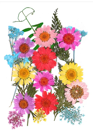 Dry Flower Embossing Material Package Handmade Diy Paper Making Embossed Flower Bookmark Embossed Gypsophila Dried Flower Plant