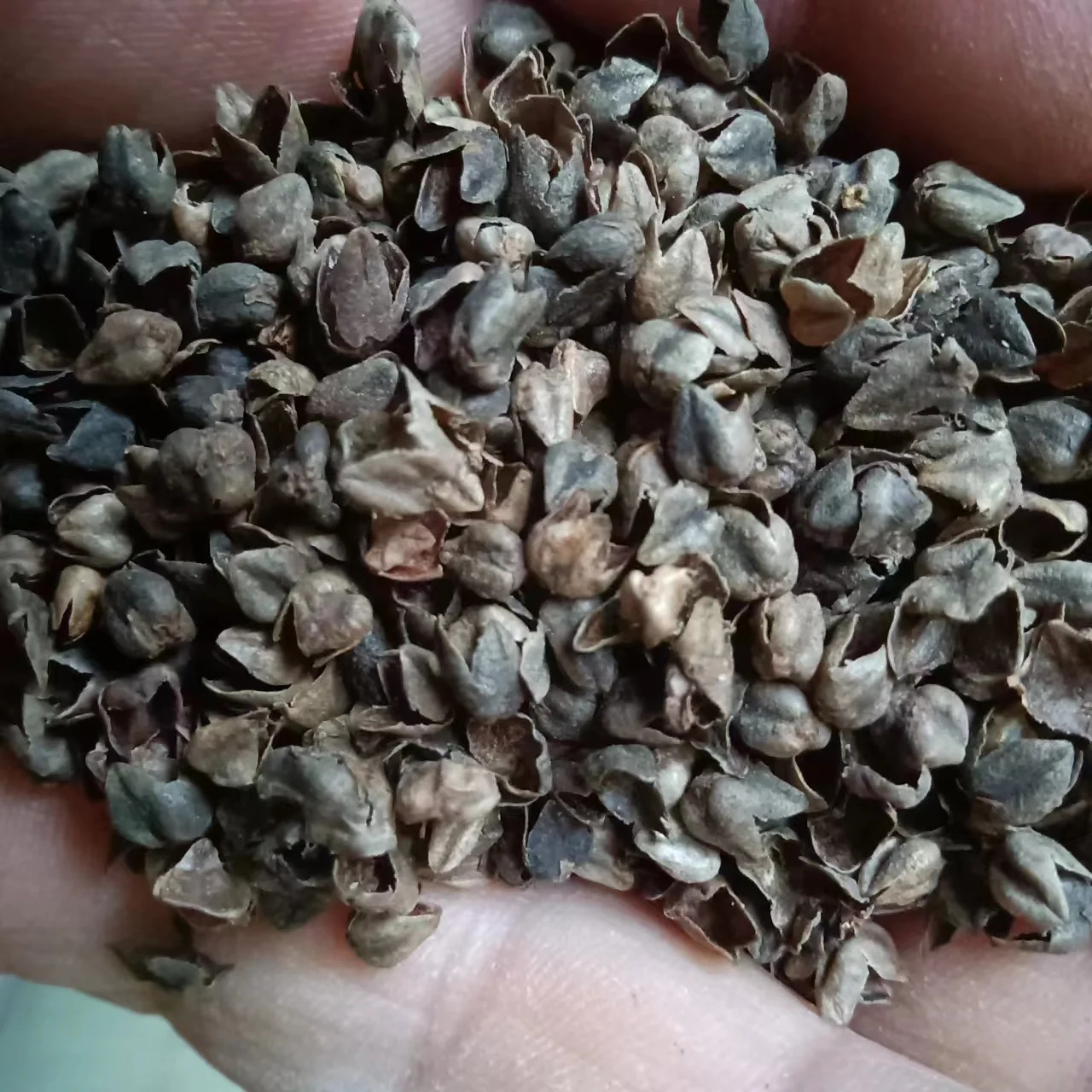 Filling Pillow Organic Raw And Roasted Bitter Tartary Buckwheat Hull Shell Bulk Buckwheat Hulls