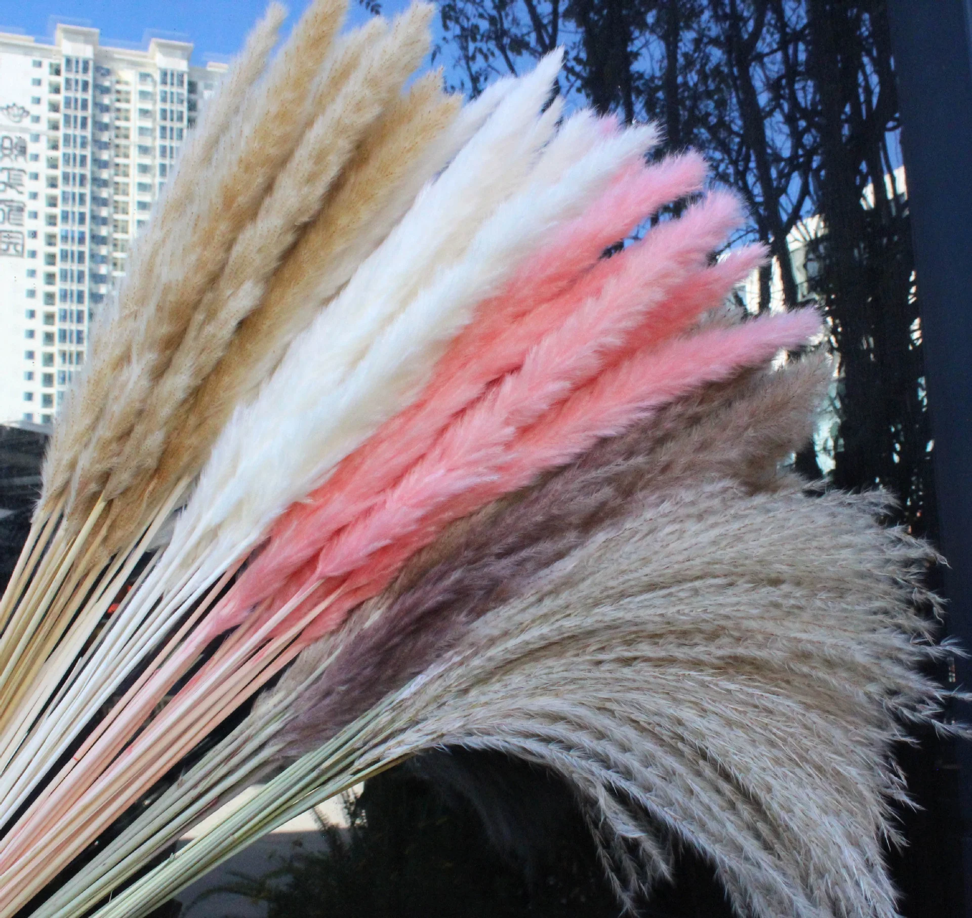 Boho Home Decor Dried Flowers Natural Pampas Grass ReedBunny Tails Dried Reed for Flower Arrangements Wedding Plants Home Table