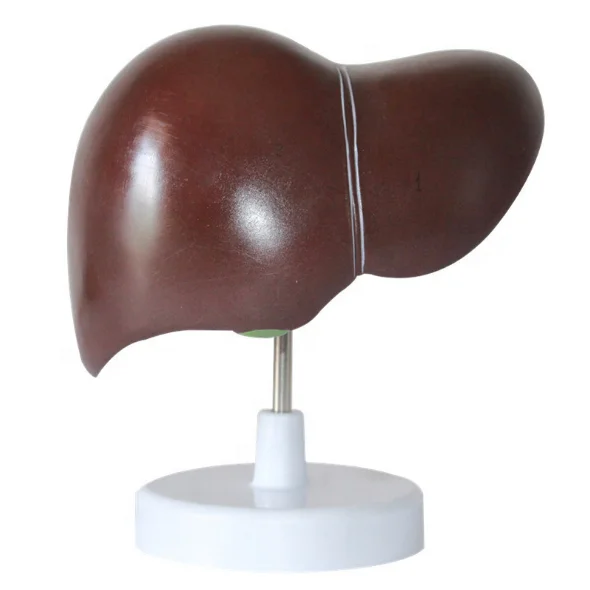 Medical Supplies Human Teaching Liver Pathological Model For School Medical Teaching Display Tool Lab Equipment