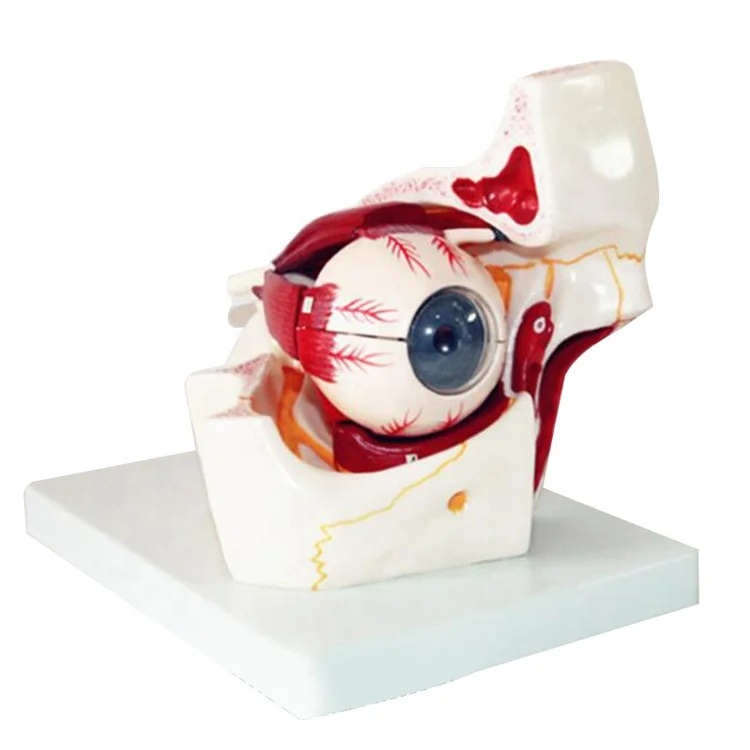 Human Removable Teaching Medical Science Eye Orbital Vascular Nerve Eyelid Model