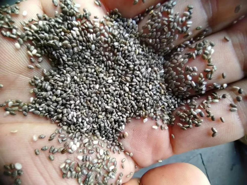 Wholesale Mexico Chia seeds raw material high purity good price