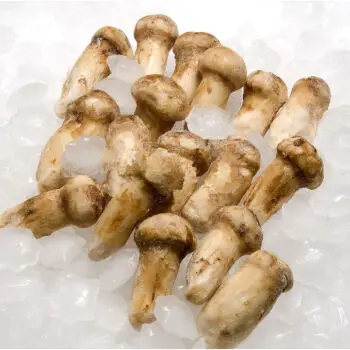Yunnan High Quality Frozen Matsutake Mushroom Low Price Wild Tricholoma Matsutake
