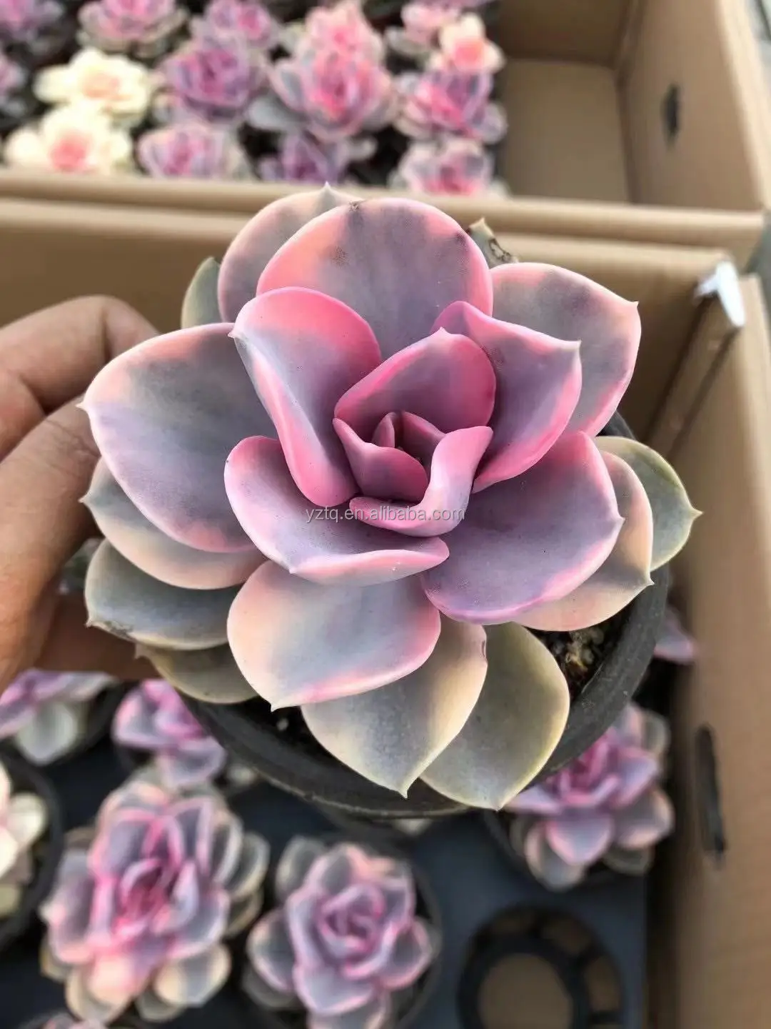 Редкие растения cheveria Радужный Розовый цвет суккуленты реальное растение небольшого размера Таиланд суккуленты кактус живое растение